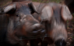 fotografía de dos cerdos ibéricos